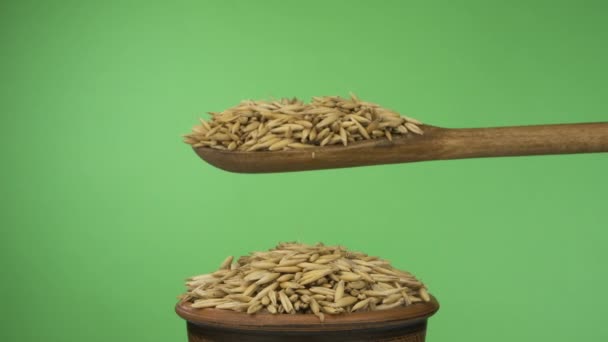 Slow motions. Oats grains get enough sleep from a wooden spoon on a pile of seed in a clay bowl. — Stock Video