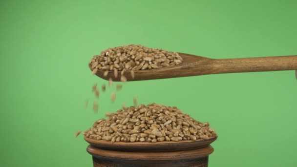 Slow motions. Wheat grains get enough sleep from a wooden spoon on a pile of seed in a clay bowl. — Stock Video