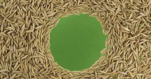 Rotação de grãos de aveia espalhados em um círculo com espaço no centro. Vista superior . — Vídeo de Stock