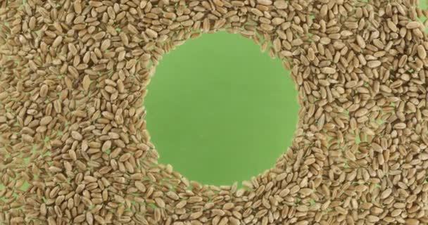 Rotace pšeničných zrn roztroušených v kruhu s prostorem uprostřed. Horní pohled. — Stock video