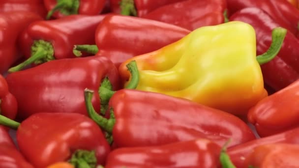 Rotation, ein Haufen reifer Paprika. Textur von Paprika. — Stockvideo