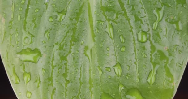 Крупный план. Капли дождя падают на зеленый лист и стекают вниз по ручьям . — стоковое видео
