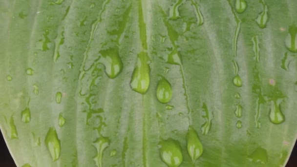 Κοντινό πλάνο. Σταγόνες βροχής πέφτουν σε ένα πράσινο φύλλο και ρέουν προς τα κάτω ρυάκια. Αργή κίνηση. — Αρχείο Βίντεο