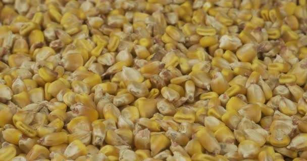 Крупним планом, хвилястий фон зерна кукурудзи. Копіювати простір . — стокове відео
