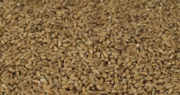 閉じると、小麦の穀物の波状の背景。スペースのコピー. — ストック動画
