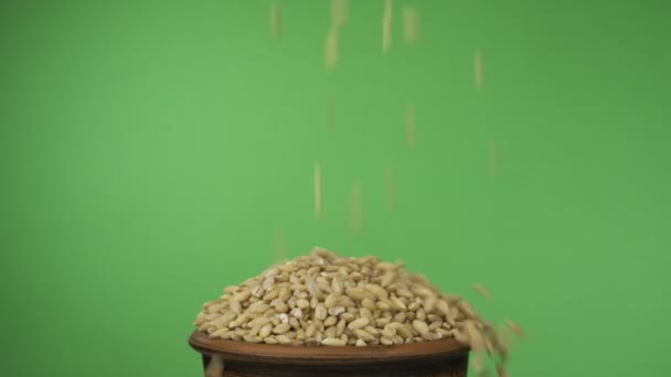 Grãos de cevada de pérola caem em uma tigela de barro lotada e caem dela. Isolado em uma tela verde . — Vídeo de Stock