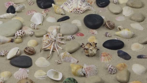Yakınlaştır. Kumdaki deniz kabukları ve taşlar. — Stok video