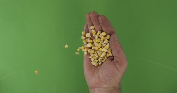 El granjero en la palma tiene granos de maíz. La pila de los granos de la mano caen sobre el fondo verde . — Vídeo de stock