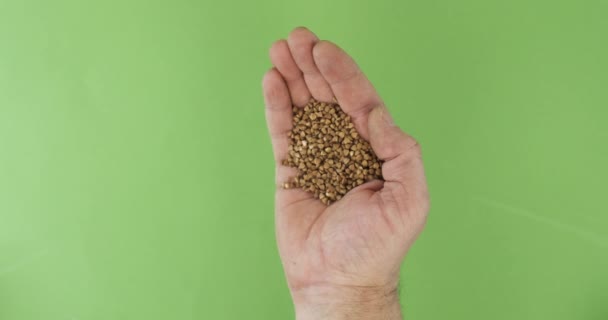 Agricultor na palma da mão detém grãos de trigo sarraceno. A pilha de grãos de uma mão cai em um contexto verde . — Vídeo de Stock