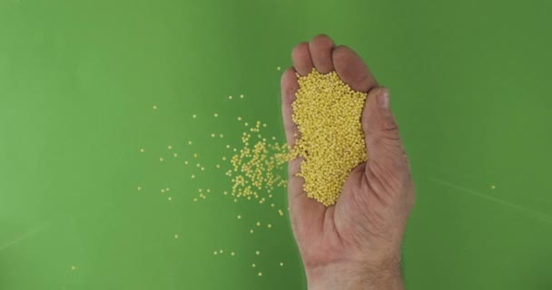 Фермер у долоні тримає пшоняні зерна. Купка зерна з руки падає на зелений фон . — стокове відео