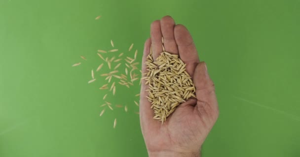 Jordbrukare i handflatan håller havrekorn. Högen av korn från en hand faller ner på en grön bakgrund. — Stockvideo