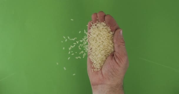 Der Bauer in der Palme hält Reiskörner. Haufen von Körnern aus einer Hand fallen auf einen grünen Hintergrund. — Stockvideo