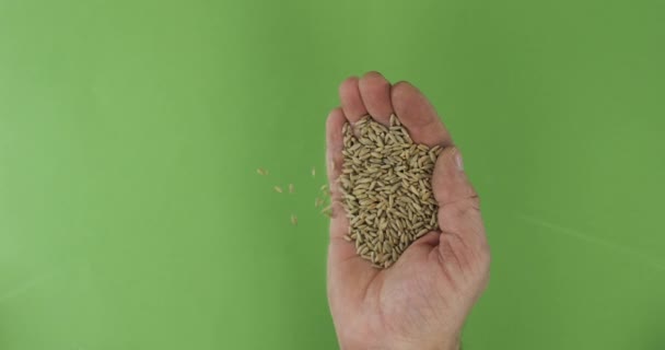 手のひらの中の農家はライ麦粒を保持します。緑の背景に手からの穀物の山が落ちる. — ストック動画