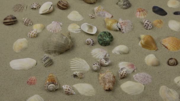 パノラマ。砂の上の貝殻や石のカラフルな背景. — ストック動画