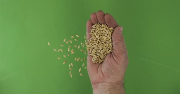 手のひらの中の農家は大麦の穀物を保持します。緑の背景に手からの穀物の山が落ちる. — ストック動画