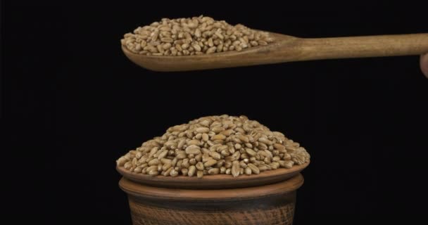 Les grains de blé dorment suffisamment d'une cuillère en bois sur un tas de graines dans un bol d'argile . — Video
