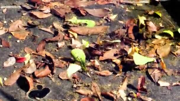 Yüksek açılı görünüş sonbahar yaprakları — Stok video