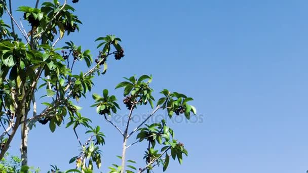 Vista de ángulo bajo de la palmera contra el cielo azul — Vídeo de stock