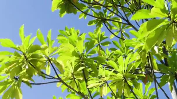 Close-up van verse groene plant tegen blauwe hemel — Stockvideo