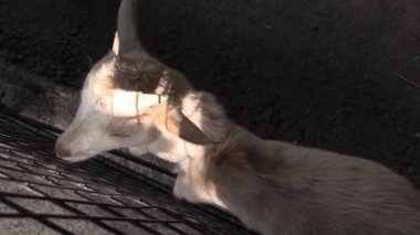 Bu IA keçi besleme video klip