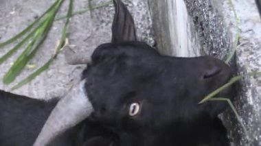 Bu IA keçi besleme video klip