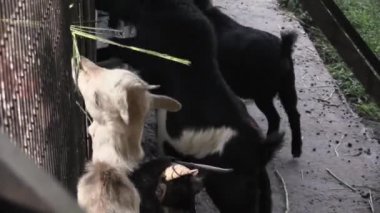 Bu IA keçi besleme video klip