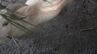 Bu IA keçi besleme video klip
