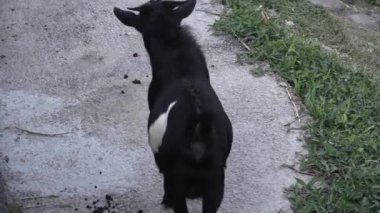 Bu IA keçi besleme video klip