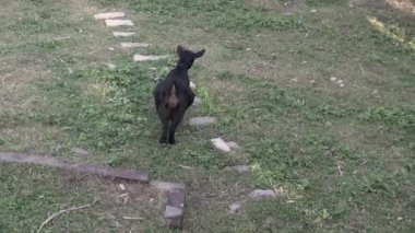 Bu IA keçi besleme video klip