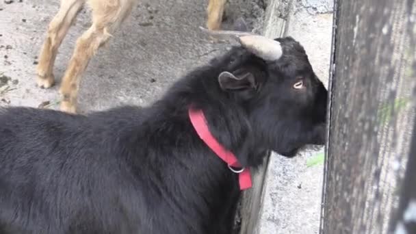 Este ia um vídeo clipe de alimentação de cabra — Vídeo de Stock