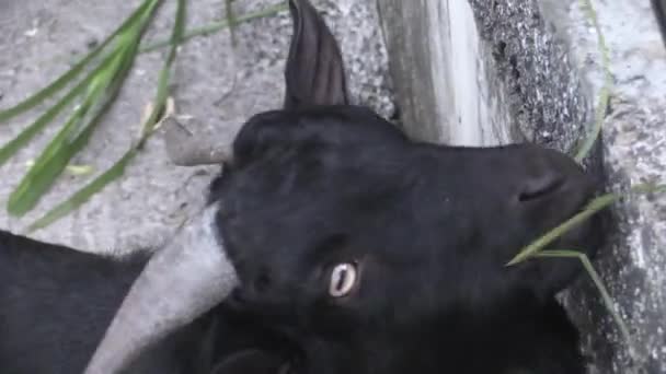 Це відеоролик про годування кози — стокове відео