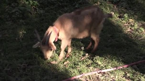 Cette ia un clip vidéo de nourrir la chèvre 