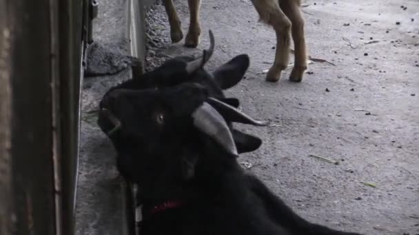 Detta ia ett videoklipp av utfodring geten — Stockvideo