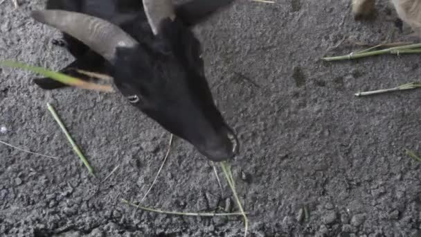 Este ia um vídeo clipe de alimentação de cabra — Vídeo de Stock