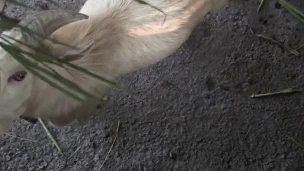 Це відеоролик про годування кози — стокове відео