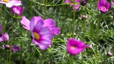 Bu IA flower bir video klip