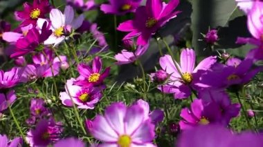 Bu IA flower bir video klip