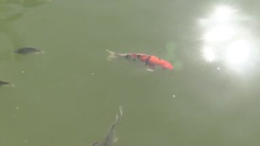 Bu IA balık besleme video klip