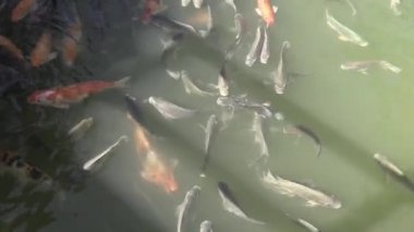 Bu IA balık besleme video klip