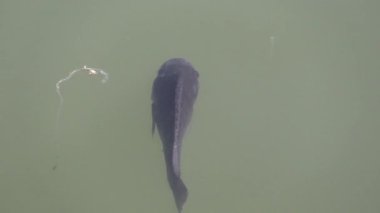 Bu IA balık besleme video klip