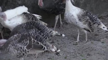 Bu IA Türkiye'nin video klip