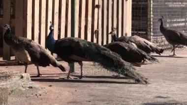 Bu IA Türkiye'nin video klip