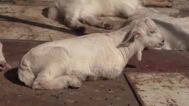 Bu IA keçi bir video klip