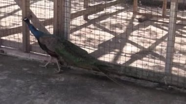 Bu IA Pavo bir video klip