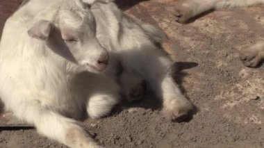 Bu IA keçi bir video klip