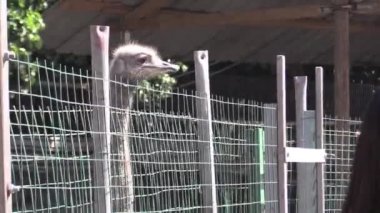 Bu IA Pavo bir video klip