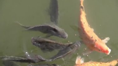 Bu IA balık besleme video klip