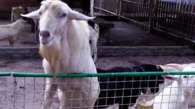 Bu IA keçi besleme video klip