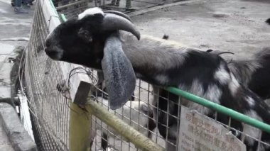 Bu IA keçi besleme video klip