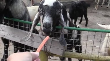 Bu IA keçi besleme video klip